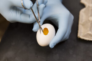 Graduate student Forrest Goodfellow works on cutting out the top of an egg as part of his research within the Regenerative Bioscience Center at the Rhodes Center for Animal and Dairy Science.