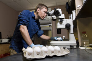 Graduate student Forrest Goodfellow looks into the top of an egg through a microscope as part of his research within the Regenerative Bioscience Center at the Rhodes Center for Animal and Dairy Science.