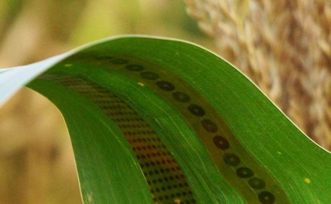 A plant-wearable sensor for real-time quantification of transpiration.