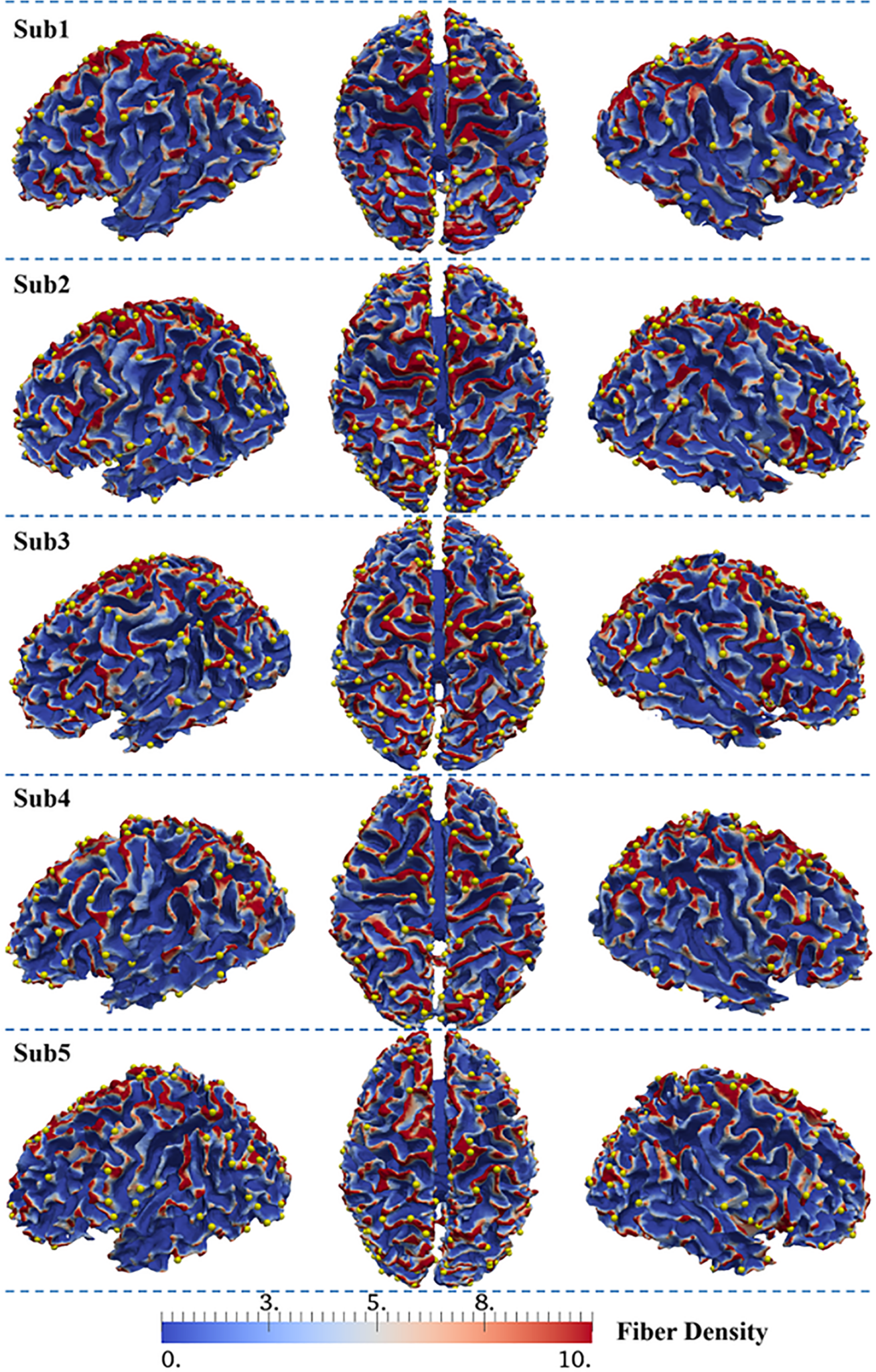 UGA study offers new insight into brain architecture and function ...