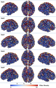 Visualization of the distributions of 2-hinge and 3-hinge fiber densities in 5 randomly selected human brains.