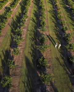 Satsuma Orange Orchard