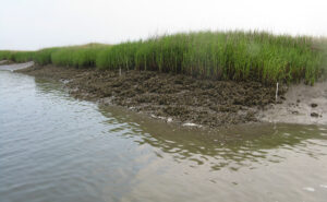 Body of water and shore with tall grass