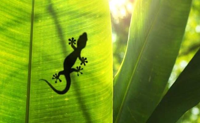 gecko on a leaf