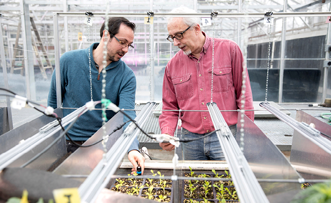Researchers work inside greenhouse