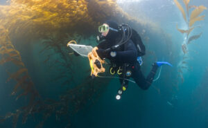 Diver by kelp