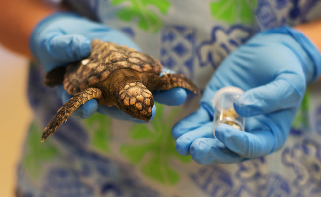 Researcher holds a small sea turtle