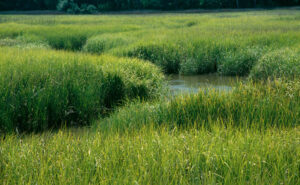 A marsh with tall green grass and water running through it