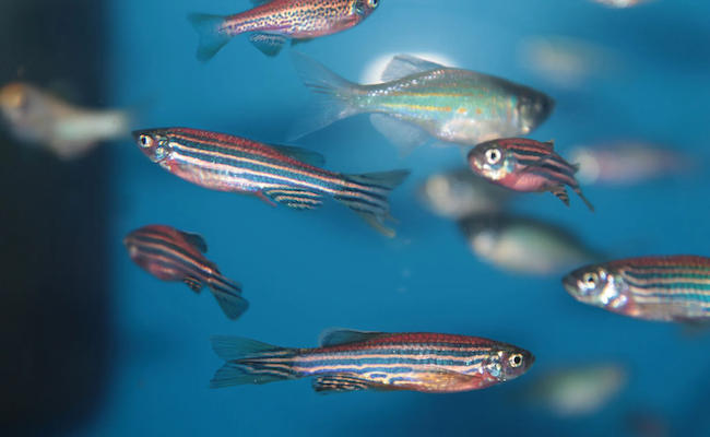 zebrafish swimming